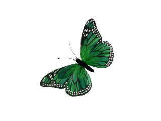 papillon "plumes" "L" 29 x 19cm vert