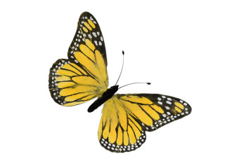 papillon "plumes" "XL" 54 x 32cm jaune