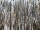Fransenborte Folie silber B 10m, H 30cm schwer entflammbar