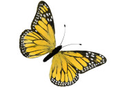 papillon "plumes" "XXL" 73 x 42cm jaune