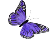 papillon "plumes" "XXL" 73 x 42cm lilas