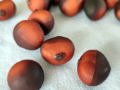 chestnuts 30 pieces brown, styrofoam lacquered, Ø...