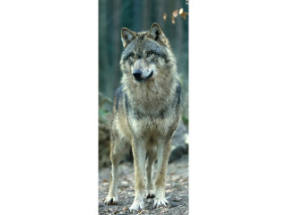 textile banner "wolf" 75 x 180cm, brown/nature, tubular seam top+bottom
