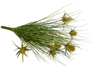 buisson de chardon à piquer, vert, h 55cm, Ø en haut env. 30cm