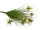 thistle grass bush for sticking, green, h 55cm, Ø top approx. 30cm