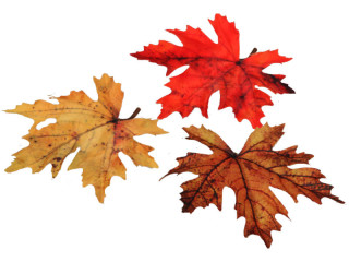maple mix autumn leaves, autumn colours, Ø 15cm, 24 pieces