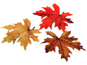 maple mix autumn leaves, autumn colours, Ø 15cm,...
