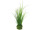 buisson dherbe en boule dherbe, vert, h 38cm