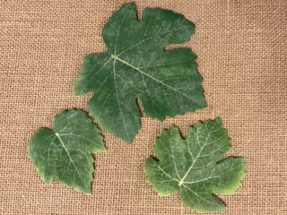 feuilles de vigne 24 pièces, 6 - 12 cm, 3 tailles, vert