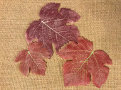 vine leaves 24 pieces, 6 - 12 cm, 3 sizes, red