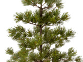 pine tree "Virginia" in jute, brown/green, var....
