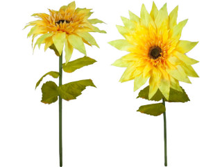 sunflower "Future" XL, various sizes