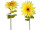 tournesol "Future" XL, div. tailles