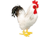 cock "feather foot" white, 28 x 12 x h 32cm