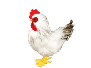chicken "feather foot" white, 22 x 10 x h 27cm