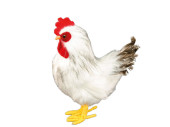poulet "pied de plume" blanc, 22 x 10 x h 27cm