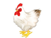 chicken "feather foot" white, 24 x 10 x h 22cm