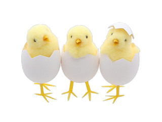 chick "Pauline" in egg, mixed motifs, yellow, Ø 5 x h 9cm, order unit/price per piece
