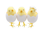 chick "Pauline" in egg, mixed motifs, yellow,...