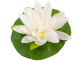 water lily "Lotus" on leaf, Ø 22cm,...