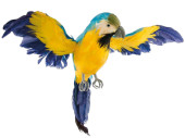 parrot flying, blue/yellow, feathers, 33 x 25cm