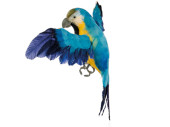 parrot flying, blue/yellow, feathers, 33 x 25cm