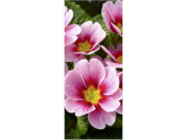 Textilbanner "Primel-Blüten", 75 x 180cm,...