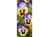 Textilbanner "3 Stiefmütterchen", 75 x...