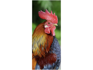textile banner "rooster", 75 x 180cm, orange/natural, tubular seam top+bottom