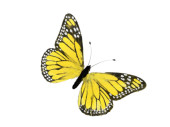 butterfly made of feathers, w 16cm, h 11cm, yellow