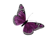 butterfly made of feathers, w 16cm, h 11cm. purple