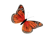 Schmetterling aus Federn, B 16cm, H 11cm, orange