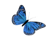 papillon de plumes, l 16cm, h 11cm, bleu