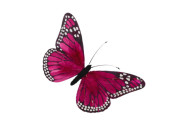 papillon en plumes, l 16cm, h 11cm, rose vif