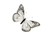 papillon en plumes, l 16cm, h 11cm, blanc