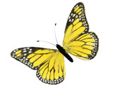 Schmetterling aus Federn, B 30cm, H 18cm, gelb