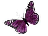 butterfly made of feathers, w 30cm, h 18cm, purple