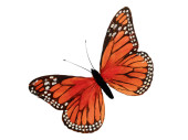 Schmetterling aus Federn, B 30cm, H 18cm, orange