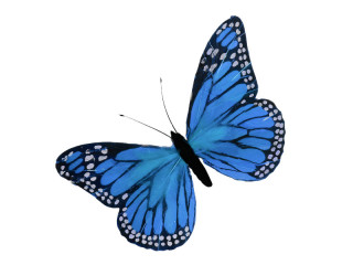 papillon de plumes, l 30cm, h 18cm, bleu