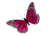 butterfly made of feathers, w 30cm, h 18cm, pink