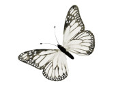 Schmetterling aus Federn, B 30cm, H 18cm, weiss