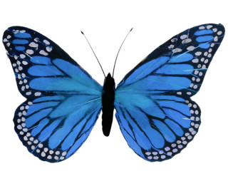 butterfly made of feathers, w 56cm, h 38cm, blue
