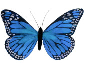 butterfly made of feathers, w 56cm, h 38cm, blue
