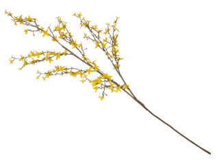 forsythia branch large, brown/yellow, l 120cm, w 50cm