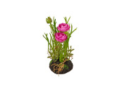 Ranunkel in Erdballen, 2 Blüten, H 20cm, pink