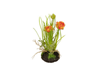 renoncule en motte de terre, 2 fleurs, h 20cm, orange