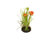 ranunculus in lump of earth, 2 flowers, h 20cm, orange