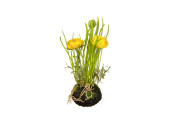 renoncule en motte de terre, 2 fleurs, h 20cm, jaune
