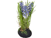 hyacinth in lump of earth, 3 flowers, h 20cm, purple