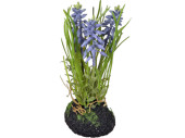 jacinthe en motte de terre, 3 fleurs, h 20cm, lilas